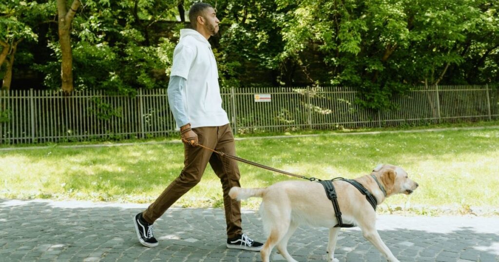 idée entreprise petit budget pet-sitting, digsitting 